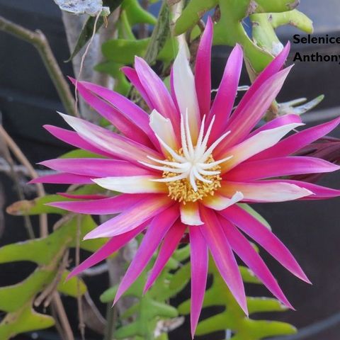 Selenicereus Anthonyanus stiklinger selges Epiphyllum (ZigZag)