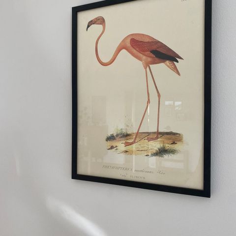 Bilde av flamingo