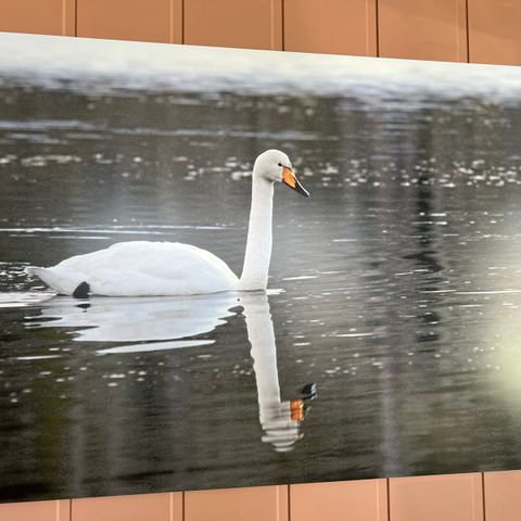 Naturfotografi på aluminiumsplate