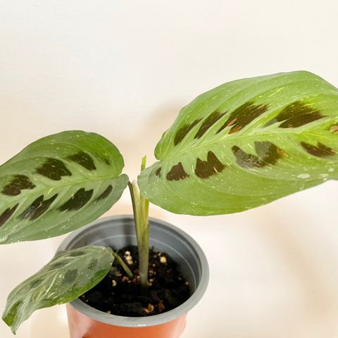 Maranta leuconeura kerchoveana variegate