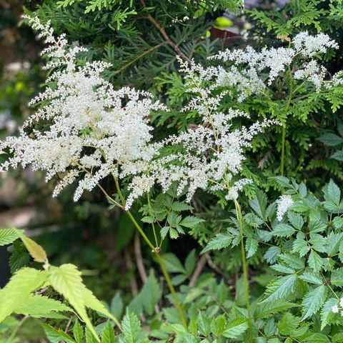 Arendspir Astilbe hvit