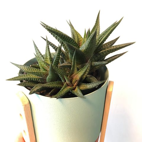 Haworthia Succulent