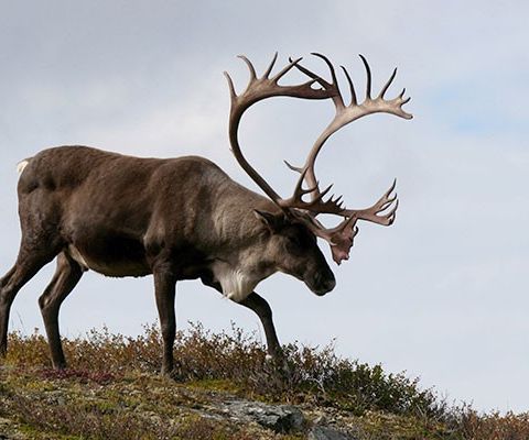 Reinsdyrkort Hardangervidda - Jakt / Reinsdyr / Jaktkort