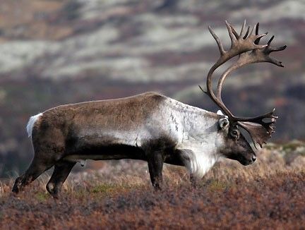 Reinsdyrkort Hardangervidda, Veigdalen HA4