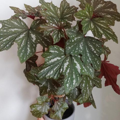 Begonia - Lönn begonia, stikling