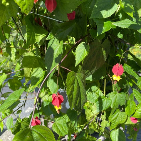 Annonsebilde