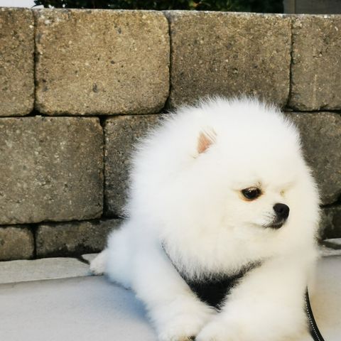 Pomeranian 100% hannhund NKK reg.