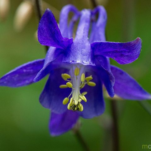 Akeleie, Aquilegia, og andre stauder.