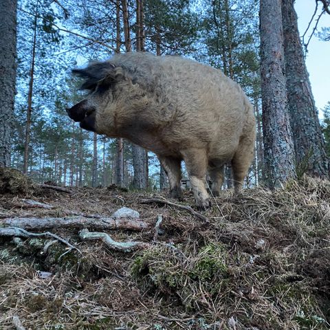 Kjøtt fra Mangalitsa (ullgris)