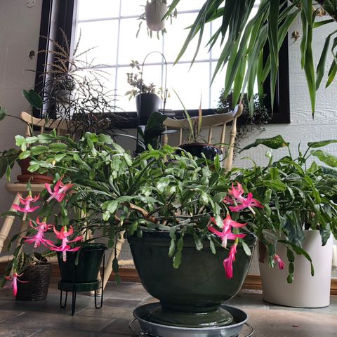 Schlumbergera buckleyii (julekaktus)