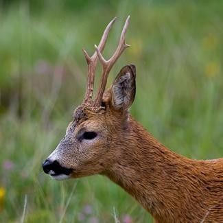 Ønsker å leie jaktterreng i Rogaland (rådyr,hjort,rype,hare,ringdue)