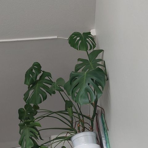 Stor monstera