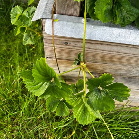 stiklinger/planter jordbær