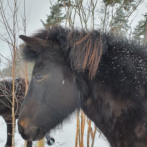 Fõrrytter til islandshoppe søkes