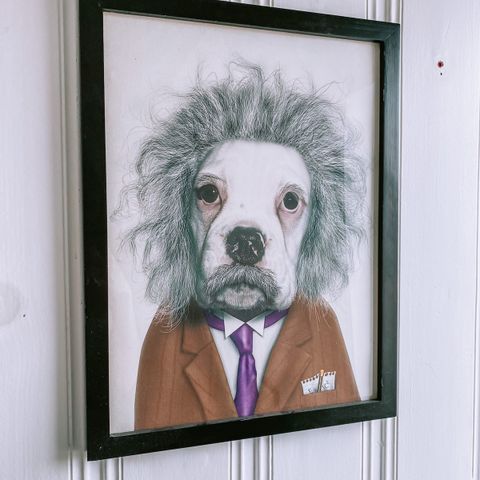 Einstein dog photo