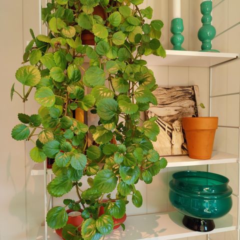 Swedish Ivy 'Pink Surprise'-stiklinger (Møllplante/Plectranthus verticillatus)