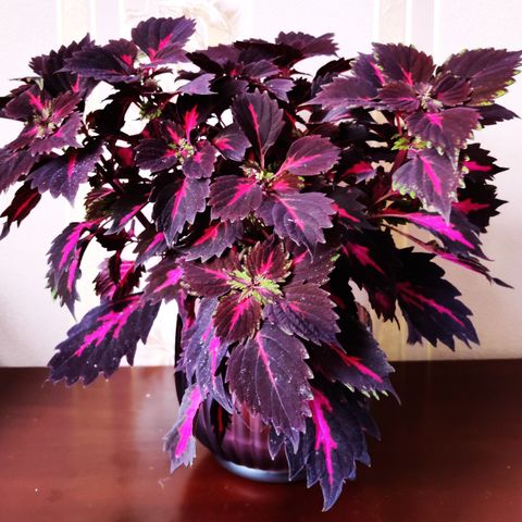 Coleus 'Royalty'