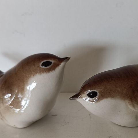 To små brune og hvite fugler fra Lomonosov