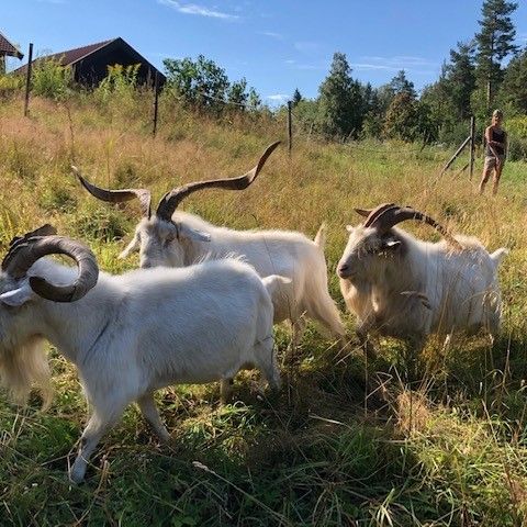 Bli kvitt flått og kratt - Bukkekillinger av kashmir til salgs