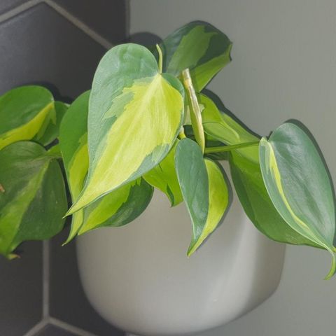 Philodendron hederaceum brasil