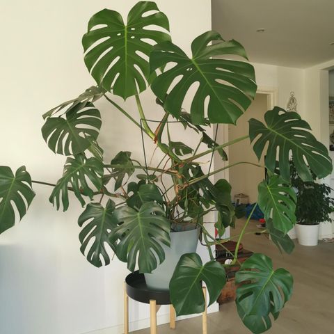 Monstera deliciosa stikling