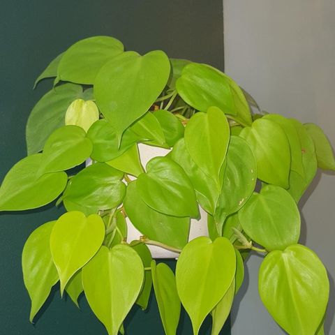 philodendron hederaceum lemon lime