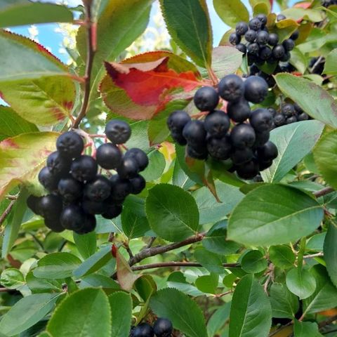 Aronia 70 kr 1 l. 600 kr 10 l.