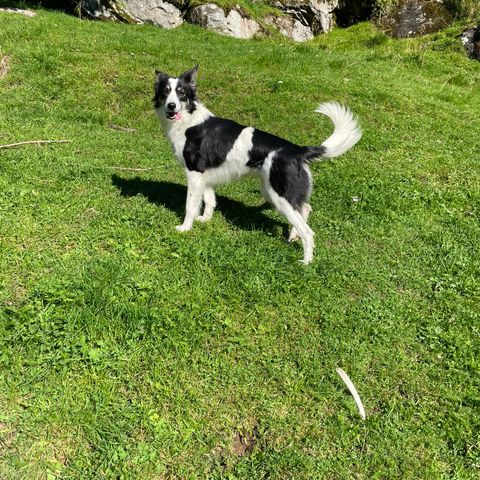 Bordercollie tispe