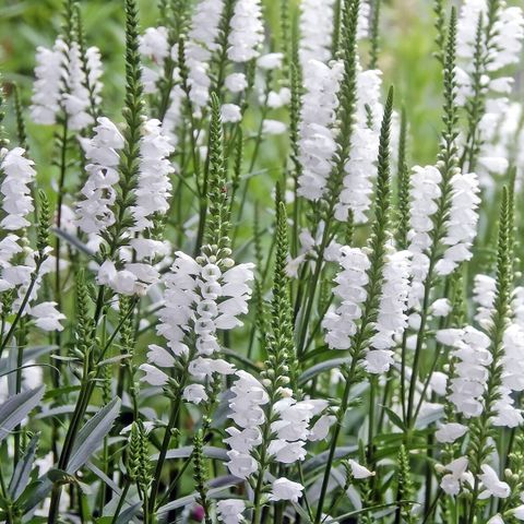 Virginialeddblomst - Physostegia virginiana 'Summer Snow' frø