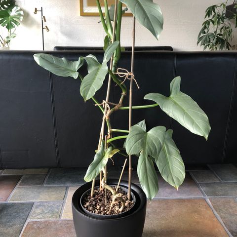 Philodendron Hastatum “Silver sword”