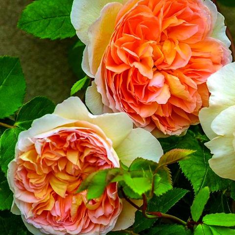 Rose David Austin Bathsheba