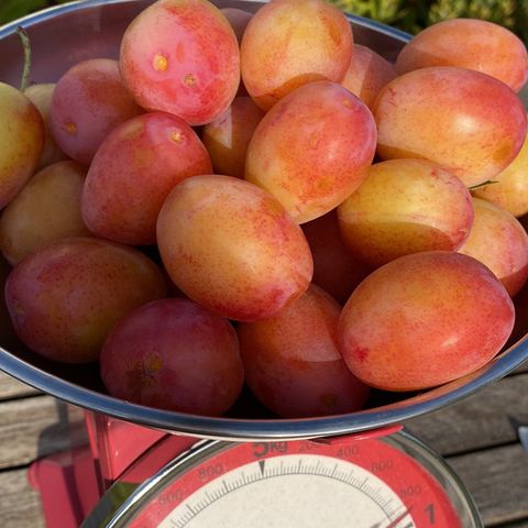 Frukt // Selvplukk plommer // usprøytede røde plommer