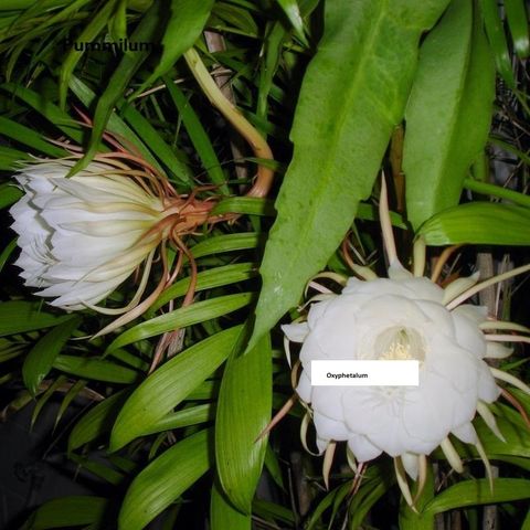 Epiphyllum Oxypethalum Bladkaktus