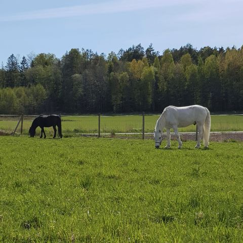 Stallplass, Rygge