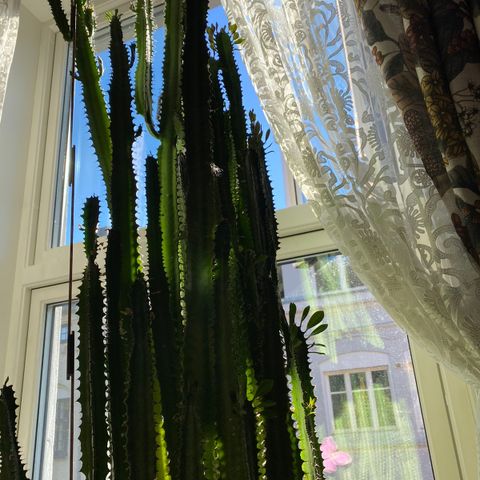 Cowboy kaktus Plante!  Euphorbia trigona