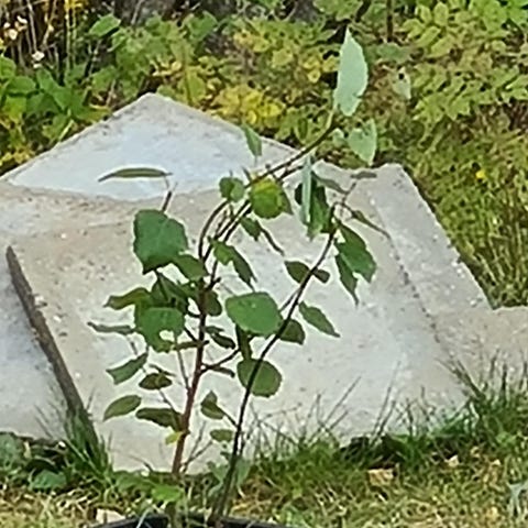 Annonsebilde