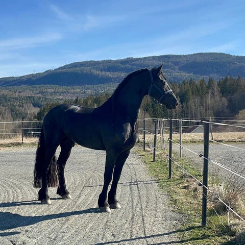 Annonsebilde