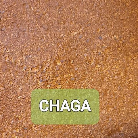 Chaga