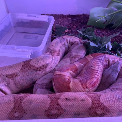 Kongeboa. Nicaragua Boa constrictor sunglow t+