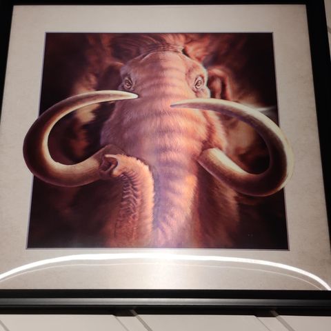Mammut 3D bilde