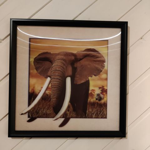 Elefant 3D bilde