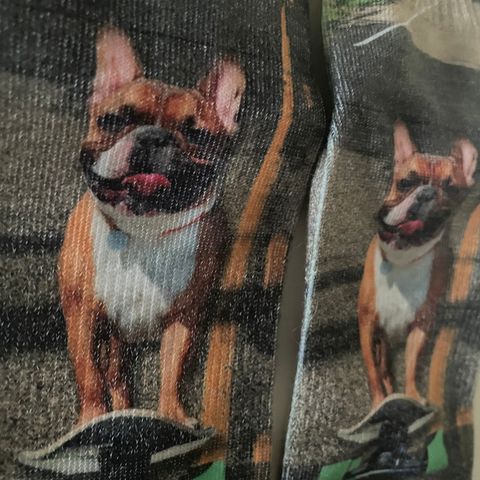 Liker du skating, hund, Fransk Bulldog og natur, ubrukte sokker fra xpoos