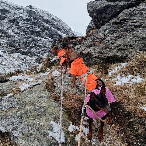 Feriepass - pass av hund