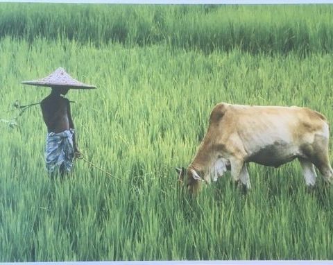 Bangladesh National Geographic dobbel-kort 2008. Ubrukt