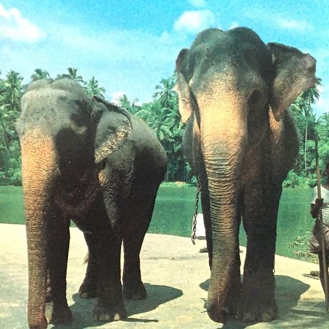 Sri Lanka Postkort Elephants Ikke postsendt