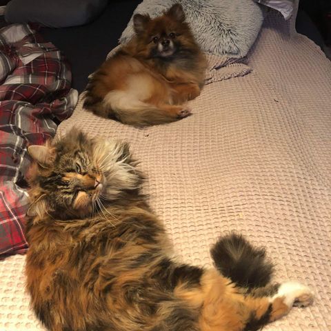 Main Coon/Skogskatt selges