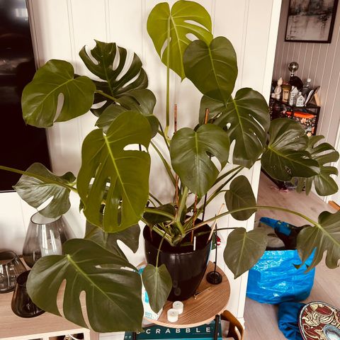 Monstera - plante