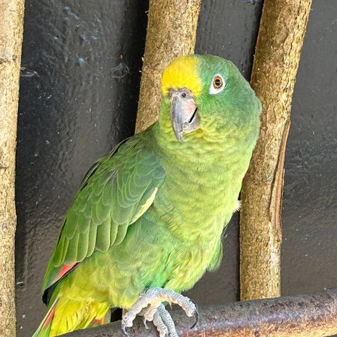 Gulpannet Amazon papegøye gutt til salgs