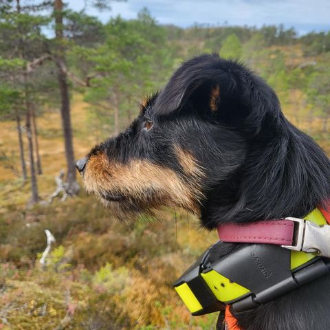 Tysk jaktterrier tispe født 16.01.22 søker forvert