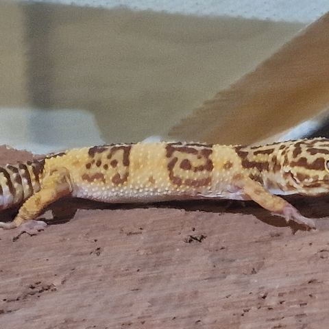 Leopard gecko hunn med terra